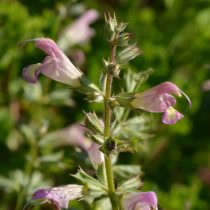 Шалфей одуванчиколистный (Salvia taraxacifolia) Шалфей одуванчиколистный (Salvia taraxacifolia)