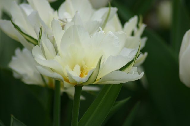 Ранний махровый сорт «Мондиаль» (Tulipa 'Mondial') пленит своей нежностью, легким ароматом и долгим цветением Ранний махровый сорт «Мондиаль» (Tulipa 'Mondial') пленит своей нежностью, легким ароматом и долгим цветением
