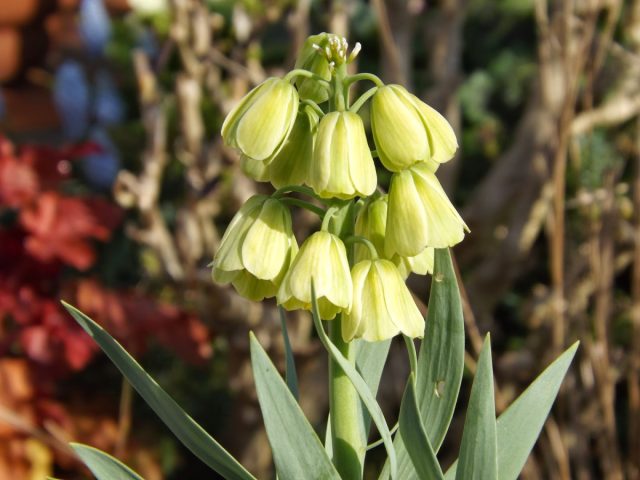 Добавит эффектности рябчик персидский сорта «Альба» (Fritillaria persica 'Alba'). Верхушку стебля усеивают до 30 цветков Добавит эффектности рябчик персидский сорта «Альба» (Fritillaria persica 'Alba'). Верхушку стебля усеивают до 30 цветков