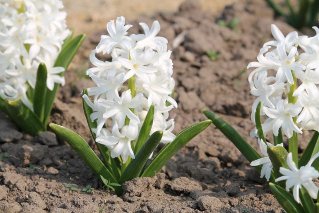 Гиацинт «Карнеги» (Hyacinthus 'Carnegie') Гиацинт «Карнеги» (Hyacinthus 'Carnegie')