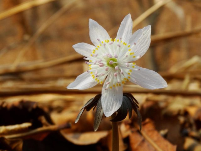 Стебли весенника звездчатого (Eranthis stellata) увенчаны красивым элегантным цветком Стебли весенника звездчатого (Eranthis stellata) увенчаны красивым элегантным цветком