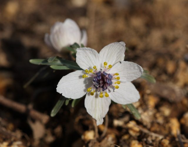 Белоснежное цветение японского вида весенника перистонадрезного (Eranthis pinnatifida) длится до 3 недель Белоснежное цветение японского вида весенника перистонадрезного (Eranthis pinnatifida) длится до 3 недель