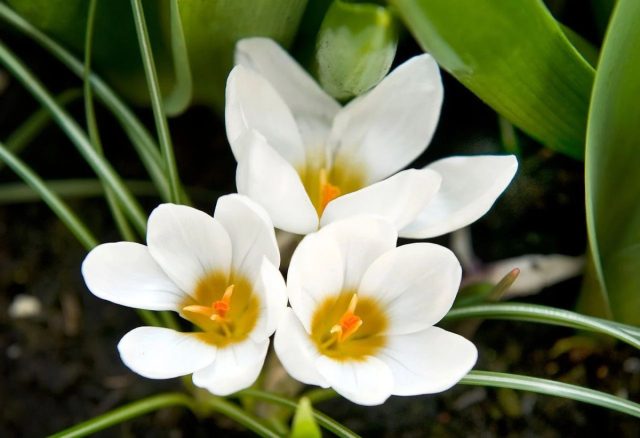 Крокус «Ард Шенк» (Crocus species 'Ard Schenk') Крокус «Ард Шенк» (Crocus species 'Ard Schenk')