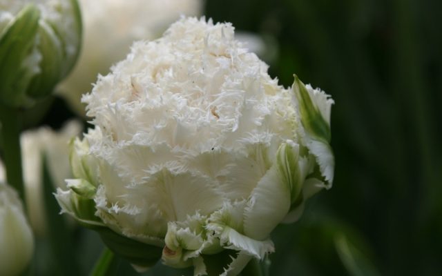 Сорт тюльпана «Сноу Кристал» (Tulipa 'Snow Crystal') очарует своими лепестками, покрытыми густым инеем Сорт тюльпана «Сноу Кристал» (Tulipa 'Snow Crystal') очарует своими лепестками, покрытыми густым инеем