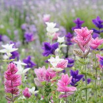 Шалфей зелёный (Salvia viridis) Шалфей зелёный (Salvia viridis)