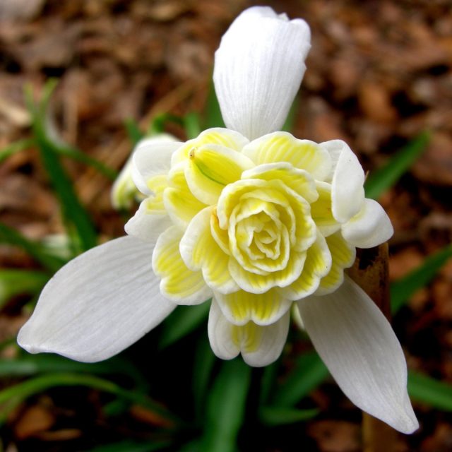 Подснежника белоснежный сорта «Леди Эльфинстоун» (Galanthus nivalis 'Lady Elphinston') Подснежника белоснежный сорта «Леди Эльфинстоун» (Galanthus nivalis 'Lady Elphinston')