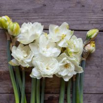 Крупноцветковый махровый сорт нарцисса «Вайт Медал» (Narcissus 'White Medal') Крупноцветковый махровый сорт нарцисса «Вайт Медал» (Narcissus 'White Medal')