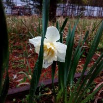 «Стэйнлесс» (Narcissus Large-cupped 'Stainless') «Стэйнлесс» (Narcissus Large-cupped 'Stainless')