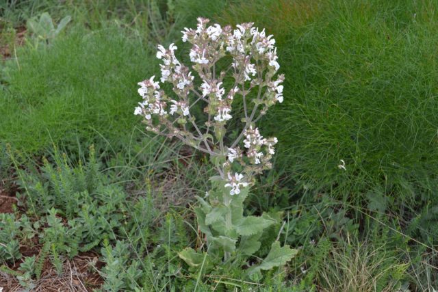 Шалфей эфиопский (Salvia aethiopis) Шалфей эфиопский (Salvia aethiopis)