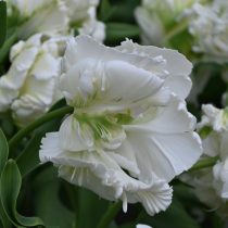 Цветы сорта «Вайт Ребел» (Tulipa 'White Rebel') будто сошли с картины эпохи Барокко Цветы сорта «Вайт Ребел» (Tulipa 'White Rebel') будто сошли с картины эпохи Барокко