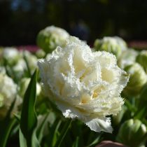 Сорт тюльпана «Сноу Кристал» (Tulipa 'Snow Crystal') очарует своими лепестками, покрытыми густым инеем Сорт тюльпана «Сноу Кристал» (Tulipa 'Snow Crystal') очарует своими лепестками, покрытыми густым инеем