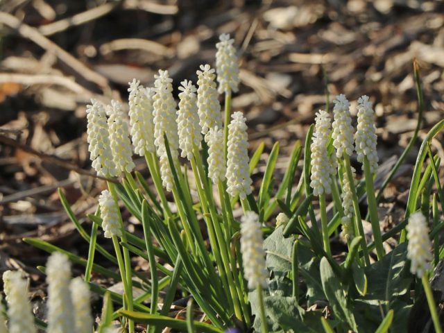 Сорт мускари гроздевидной «Альбум» (Muscari botryoides 'Album') Сорт мускари гроздевидной «Альбум» (Muscari botryoides 'Album')