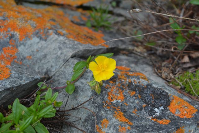 Солнцецвет арктический (Helianthemum arcticum) Солнцецвет арктический (Helianthemum arcticum)
