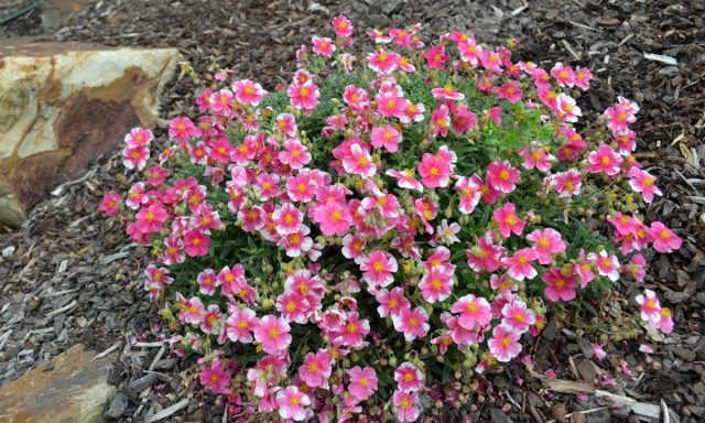 Сорт солнцецвета «Распберри Рипл» (Helianthemum ‘Raspberry Ripple’) Сорт солнцецвета «Распберри Рипл» (Helianthemum ‘Raspberry Ripple’)