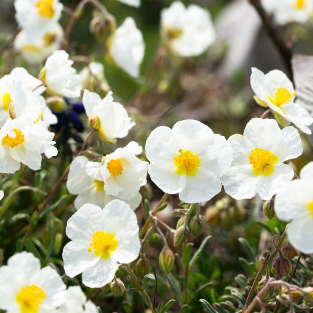 Солнцецвет аппенинский (Helianthemum apenninum) Солнцецвет аппенинский (Helianthemum apenninum)