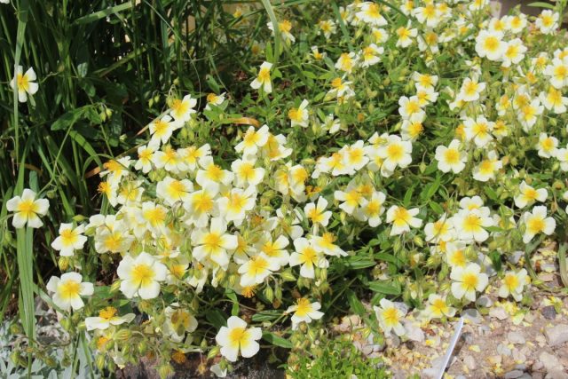 Сорт солнцецвета «Корниш Крим» (Helianthemum ‘Cornish Cream’) Сорт солнцецвета «Корниш Крим» (Helianthemum ‘Cornish Cream’)