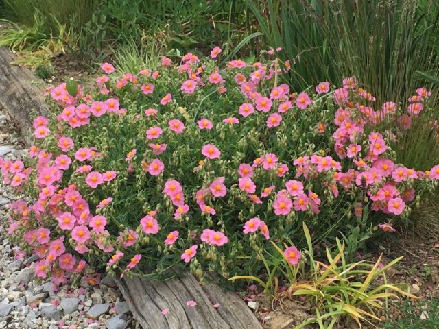 Солнцецвет сорта «Лоуренсонс Пинк» (Helianthemum ‘Lawrenson’s Pink’) Солнцецвет сорта «Лоуренсонс Пинк» (Helianthemum ‘Lawrenson’s Pink’)