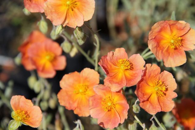 Сорт солнцецвета «Чевиот» (Helianthemum ‘Cheviot’) Сорт солнцецвета «Чевиот» (Helianthemum ‘Cheviot’)