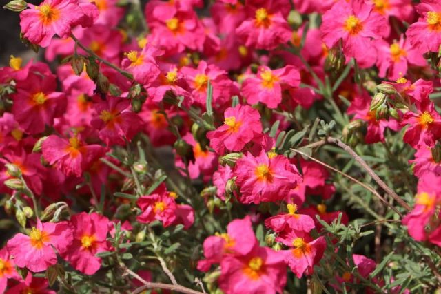 Сорт солнцецвета «Бен Хоуп» (Helianthemum ‘Ben Hope’) Сорт солнцецвета «Бен Хоуп» (Helianthemum ‘Ben Hope’)