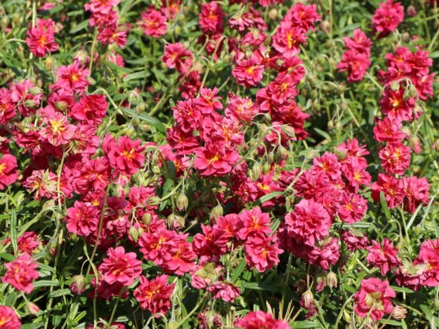 Сорт солнцецвета «Сериз Квин» (Helianthemum ‘Cerise Queen’) Сорт солнцецвета «Сериз Квин» (Helianthemum ‘Cerise Queen’)
