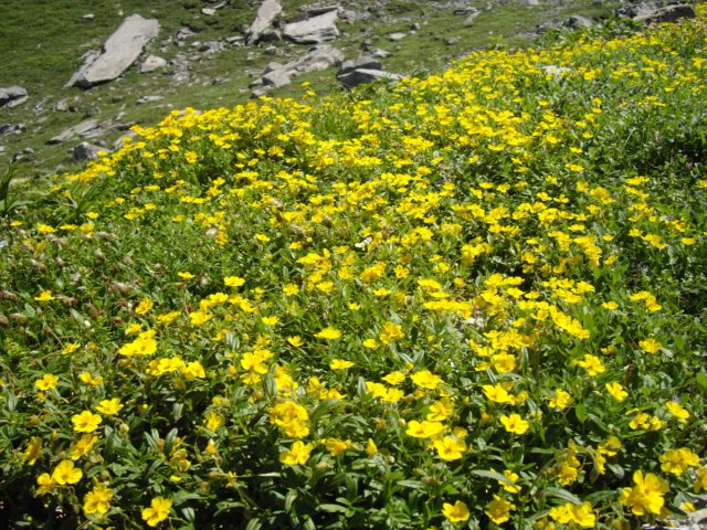 Cолнцецвет монетолистный (Helianthemum nummularium) Cолнцецвет монетолистный (Helianthemum nummularium)