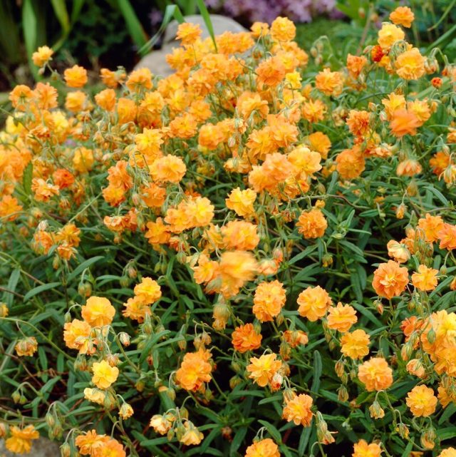 Сорт солнцецвета «Оранж Дабл» (Helianthemum ‘Orang Double’) Сорт солнцецвета «Оранж Дабл» (Helianthemum ‘Orang Double’)