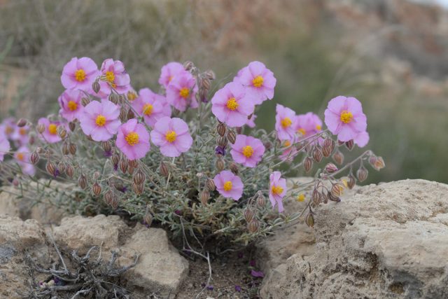 Cолнцецвет пузырчатый (Helianthemum vesicarium) Cолнцецвет пузырчатый (Helianthemum vesicarium)