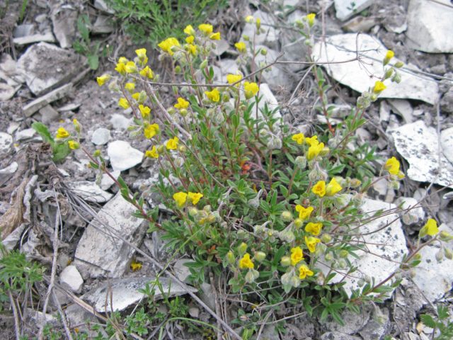 Солнцецвет меловой (Helianthemum cretaceum) Солнцецвет меловой (Helianthemum cretaceum)