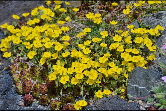Солнцецвет альпийский (Helianthemum alpestre) Солнцецвет альпийский (Helianthemum alpestre)