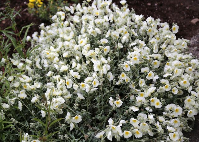 Сорт солнцецвета «Сноу Квин» (Helianthemum ‘Snow Queen’) Сорт солнцецвета «Сноу Квин» (Helianthemum ‘Snow Queen’)