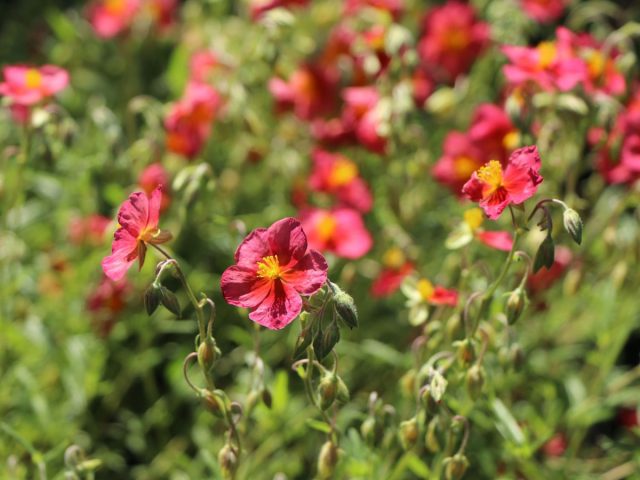 Сорт солнцецвета «Домпфатт» (Helianthemum ‘Dompfaff’) Сорт солнцецвета «Домпфатт» (Helianthemum ‘Dompfaff’)