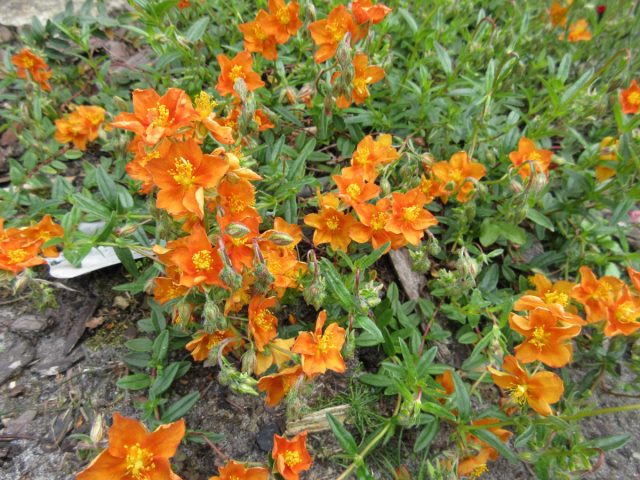 Сорт солнцецвета «Бронз Теппич» (Helianthemum ‘Bronzeteppich’) Сорт солнцецвета «Бронз Теппич» (Helianthemum ‘Bronzeteppich’)