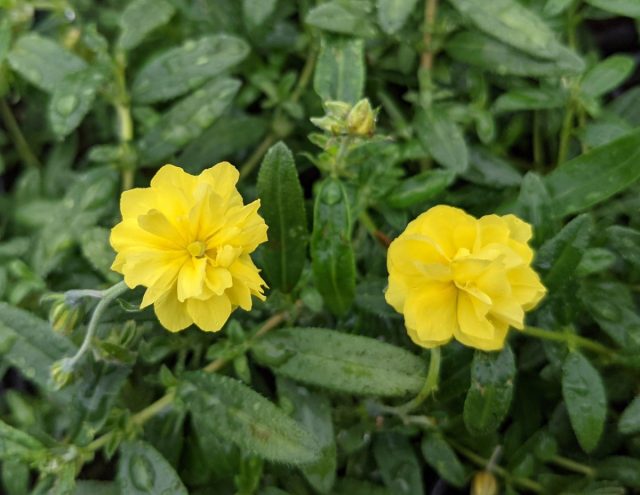 Сорт солнцецвета«Джубили» (Helianthemum ‘Jubilee’) Сорт солнцецвета«Джубили» (Helianthemum ‘Jubilee’)
