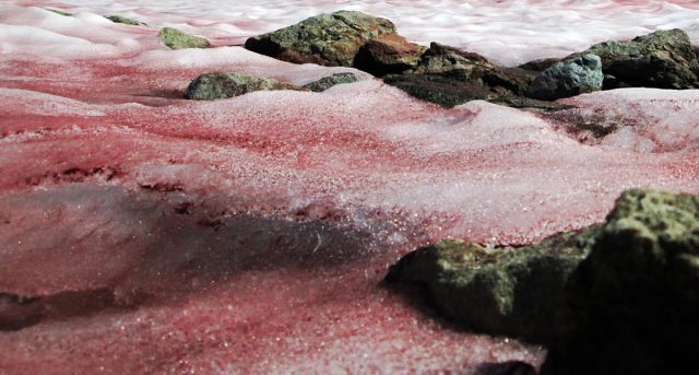 Ученые обнаружили необычное явление: ледник на Алтае покраснел из-за водорослей. Ученые обнаружили необычное явление: ледник на Алтае покраснел из-за водорослей.