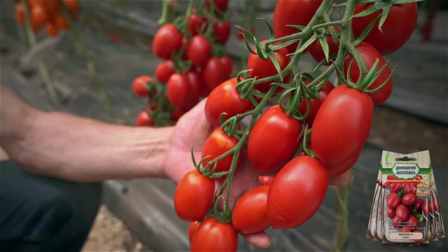 Кусты томата «F1 Марина» высокопродуктивные, образующие плотные кисти из 10-13 плодов на каждой Кусты томата «F1 Марина» высокопродуктивные, образующие плотные кисти из 10-13 плодов на каждой