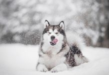 Лютый холод нипочем: 8 пород собак, которым не страшны морозы