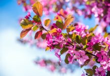 Полезное с приятным: плодовые деревья известные своей декоративностью