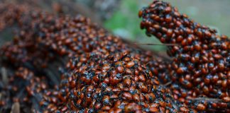 На грани исчезновения: количество насекомых сокращается на 1,5% в год.