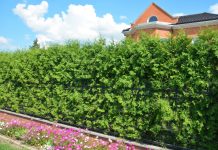 Лучшие хвойные и лиственные деревья для создания живой изгороди