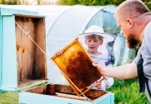 Пчеловодство для начинающих: 5 первых шагов