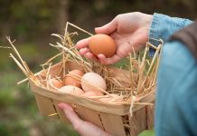 6 причин тонкой и мягкой скорлупы у яиц домашней птицы
