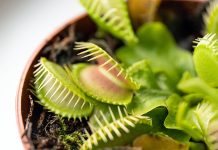 Комнатные охотники на насекомых: 5 хищных растений для вашей коллекции
