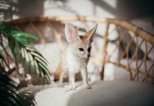 Топ-10 самых необычных домашних животных.