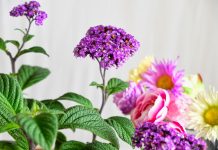 Ванильное благоухание: виды и сорта гелиотропа для комнатного выращивания
