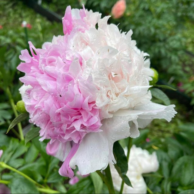 Пион молочноцветковый «Мистер Эд» (Paeonia lactiflora 'Mr. Ed') Пион молочноцветковый «Мистер Эд» (Paeonia lactiflora 'Mr. Ed')