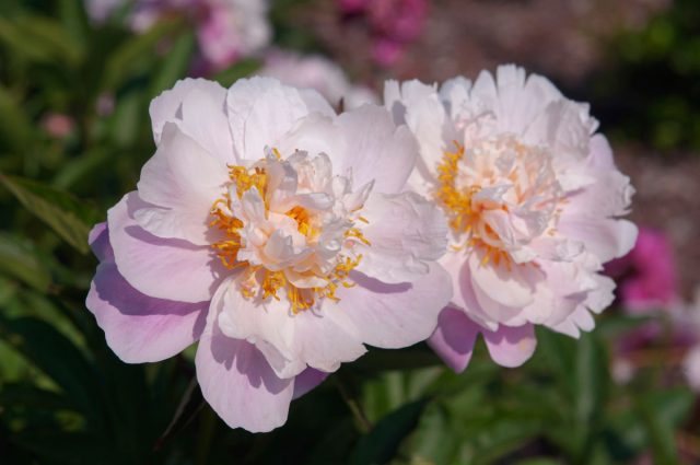 Пион молочноцветковый (paeonia lactiflora), или китайский, родом с Дальнего Востока Пион молочноцветковый (paeonia lactiflora), или китайский, родом с Дальнего Востока