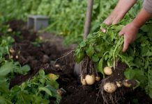 Частые ошибки при выращивании картофеля — как не лишиться урожая