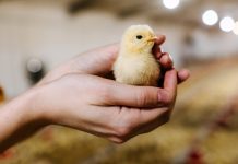 Как правильно выбрать суточных или подрощенных цыплят — советы профессионала