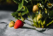 Как вырастить урожай клубники даже на Крайнем Севере — экологичные методы