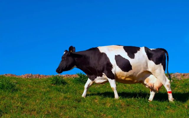 Вторая по популярности порода молочного направления продуктивности - черно-пестрая Вторая по популярности порода молочного направления продуктивности - черно-пестрая
